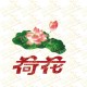 荷花hehua
